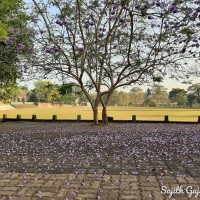 Jacaranda mimosifolia D.Don